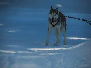 Sled Dog Prints: Sled dog with husky dogs running in snow mountains white background in dolomites in winter