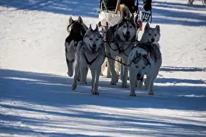 Sled Dog Prints: Sled dog with husky dogs running in snow mountains white background in dolomites in winter