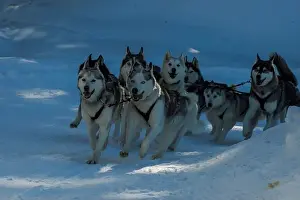 Sled Dog Prints: Sled dog with husky dogs running in snow mountains white background in dolomites in winter