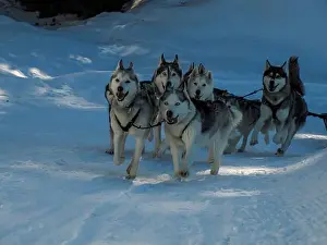 Sled Dog Prints: Sled dog with husky dogs running in snow mountains white background in dolomites in winter