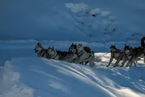 Sled Dog Prints: Sled dog with husky dogs running in snow mountains white background in dolomites in winter