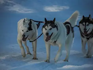 Sled Dog Prints: Sled dog with husky dogs running in snow mountains white background in dolomites in winter