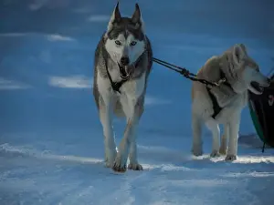 Sled Dog Prints: Sled dog with husky dogs running in snow mountains white background in dolomites in winter
