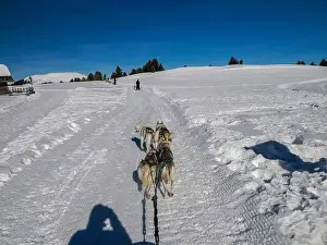 Sled Dog Prints: Sled dog with husky dogs in snow mountains white background in dolomites on sunny day view from the sled with dogs