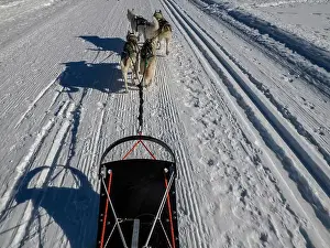 Sled Dog Prints: Sled dog with husky dogs in snow mountains white background in dolomites on sunny day view from the sled with dogs