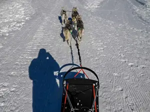 Sled Dog Prints: Sled dog with husky dogs in snow mountains white background in dolomites on sunny day view from the sled with dogs