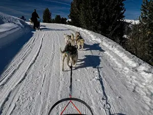 Sled Dog Prints: Sled dog with husky dogs in snow mountains white background in dolomites on sunny day view from the sled with dogs