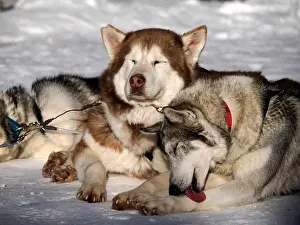 Sleigh Prints: sled dog husky on the snow close up