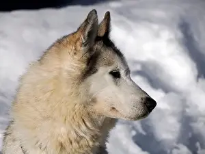 Sleigh Prints: sled dog husky on the snow close up