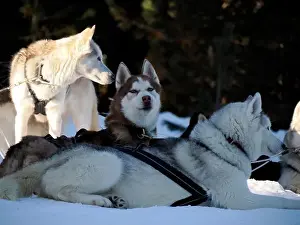 Sleigh Prints: sled dog husky on the snow close up