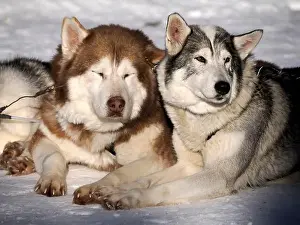 Sleigh Prints: sled dog husky on the snow close up