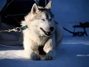 Sleigh Prints: sled dog husky on the snow close up