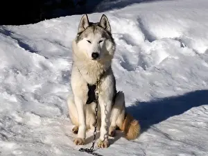 Sleigh Prints: sled dog husky on the snow close up looking at you
