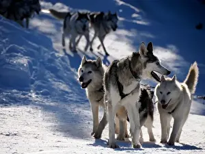 Sleigh Prints: sled dog husky on the snow close up while pulling the sled