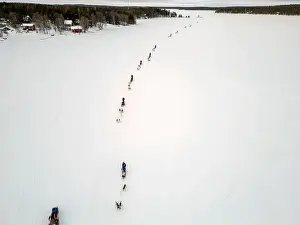 Sleigh Prints: Sled dog ice lapland winter aerial Inari Nellim frozen lakes and forest landscape panorama