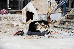 Taiga Prints: Sled dog sleeping in the snow on Sinaa Street in Iqaluit, Nunavut, Canada