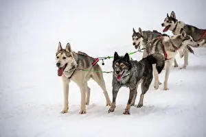 Sleigh Prints: Sledding Sled dog lapland winter in Inari Nellim frozen lake