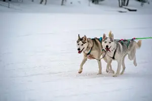 Sleigh Prints: Sledding Sled dog lapland winter in Inari Nellim frozen lake