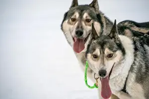 Sleigh Prints: Sledding Sled dog lapland winter in Inari Nellim frozen lake