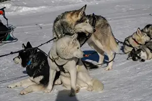 Sled Dog Prints: Sleddog with husky dogs resting in snow mountains white background in dolomites on sunny day