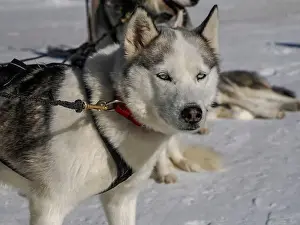 Sled Dog Prints: Sleddog with husky dogs resting in snow mountains white background in dolomites on sunny day