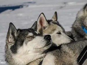 Sled Dog Prints: Sleddog with husky dogs resting in snow mountains white background in dolomites on sunny day