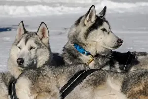 Sled Dog Prints: Sleddog with husky dogs resting in snow mountains white background in dolomites on sunny day