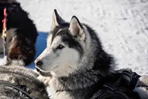 Sled Dog Prints: Sleddog with husky dogs resting in snow mountains white background in dolomites on sunny day