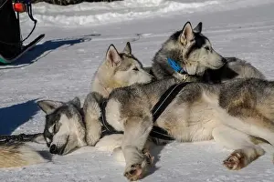 Sled Dog Prints: Sleddog with husky dogs resting in snow mountains white background in dolomites on sunny day