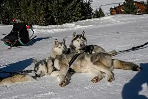 Sled Dog Prints: Sleddog with husky dogs resting in snow mountains white background in dolomites on sunny day