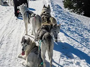 Sled Dog Prints: Sleddog with husky dogs in snow mountains white background in dolomites on sunny day