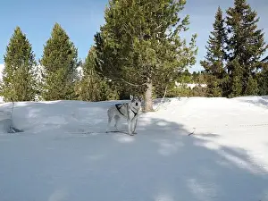 Sled Dog Prints: Sleddog with husky dogs in snow mountains white background in dolomites on sunny day