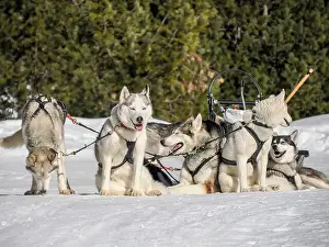 Sled Dog Prints: Sleddog with husky dogs in snow mountains white background in dolomites on sunny day