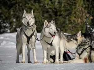 Sled Dog Prints: Sleddog with husky dogs in snow mountains white background in dolomites on sunny day