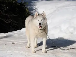 Sled Dog Prints: Sleddog with husky dogs in snow mountains white background in dolomites on sunny day