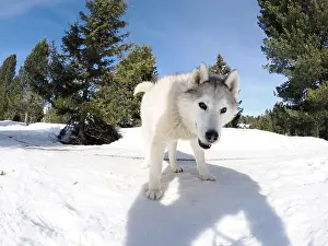 Sled Dog Prints: Sleddog with husky dogs in snow mountains white background in dolomites on sunny day