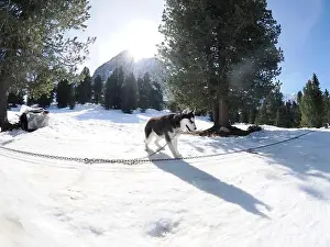 Siberian Prints: Sleddog with husky dogs in snow mountains white background in dolomites on sunny day