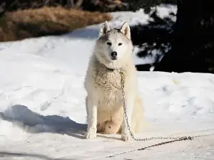 Siberian Prints: Sleddog with husky dogs in snow mountains white background in dolomites on sunny day