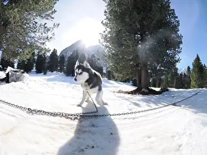 Siberian Prints: Sleddog with husky dogs in snow mountains white background in dolomites on sunny day