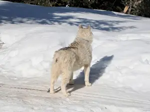Siberian Prints: Sleddog with husky dogs in snow mountains white background in dolomites on sunny day
