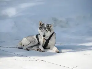 Siberian Prints: Sleddog with husky dogs in snow mountains white background in dolomites on sunny day