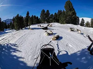 Sled Dog Prints: Sleddog with husky dogs in snow mountains white background in dolomites on sunny day view from the sled