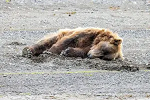 Napping Prints: Sleeping Coastal Brown Bear - Brown Bear Bay