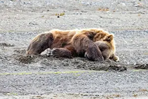 Sleeping Coastal Brown Bear - Brown Bear Bay, Chinitna Bay, near Lake Clark National Park and Preserve, Alaska