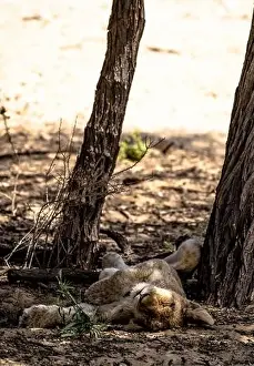 Rests Prints: A sleeping lion cub in the shadow of a tree