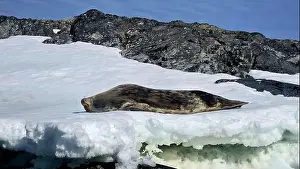 Aspiration Prints: Sleeping Seal in Antarctica