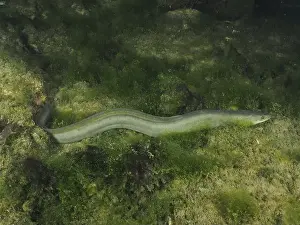 Slender Prints: A slender European eel (Anguilla anguilla) meanders through green algae at night