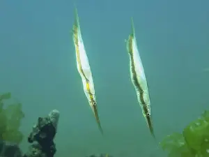 Floats Prints: Two slender fish, jointed razorfish