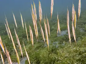 Slender Prints: Slender fish, jointed razorfish