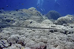 Moves Prints: A slender fish, soft flutefish (Fistularia commersonii)